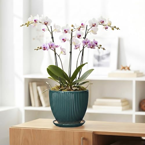 Ceramic Planter, 8 Inch Plant Pots with Saucer, Blackish Green - color: Blackish Green, size: 8 Inch