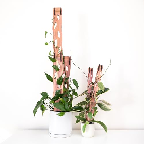 Treleaf Zella Grande Starter Kit – Wooden Extendable Plant Trellis for Indoor Climbing Houseplants – Modular Plant Support with 2 Bases + 2 Extensions - Moss Pole Alternative - size: Grande Kit