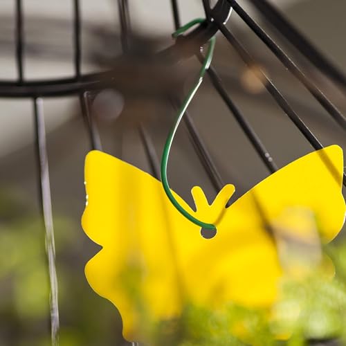 Trappify Gnat Traps for House Indoor and Outdoor | Fruit Fly Trap 12 Pack