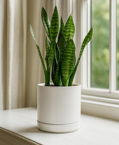 D'vine Dev 2-Pack Ceramic Pots with Saucers, White, 4/6 in, 94-G-S-1 - color: White, size: Small