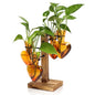 Plant Terrarium Propagation Stations with Wooden Stand - color: Arbor