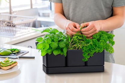 D'vine Dev Plastic Herb Garden Planter Set, Black, 76-V-B-1 - color: Black, size: 12"