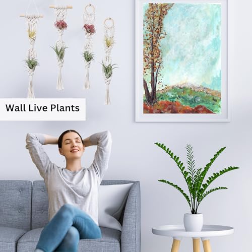 2 Tier 4 Pack Air Plant Holder, Air Plant Wall Hanger - color: White, size: 2-Tier