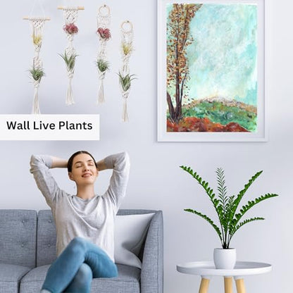 2 Tier 4 Pack Air Plant Holder, Air Plant Wall Hanger - color: White, size: 2-Tier