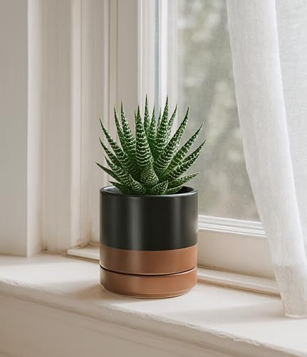 D'vine Dev 4-Pack Ceramic Pots with Saucers, Black/Tan, 4.7 in, 94-X-B-7 - color: Black/Speckled Tan, size: 4.7 Inch
