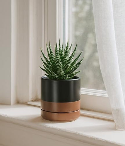 D'vine Dev 4-Pack Ceramic Pots with Saucers, Black/Tan, 4.7 in, 94-X-B-7 - color: Black/Speckled Tan, size: 4.7 Inch