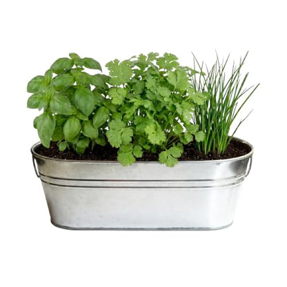 Buzzy Seeds Kitchen Herb Grow Kit, Metal Planter, Basil Cilantro Chives