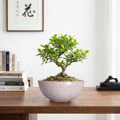 Bonsai Planter, 8 Inch Ceramic Succulents Planters, Texture Red - color: Texture Red-1, size: 8 Inch