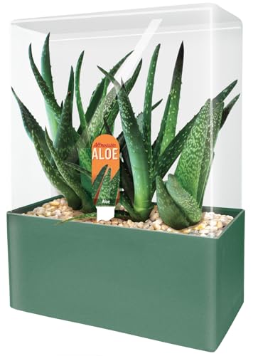 Grow Your Own Aloe Plant - Nurture Your Own Altruistic Aloe Plant Terrarium Starter Kit with Complete Supplies for Easy-to-Grow Indoor Succulents - Just Add Water - style: Altruistic Aloe