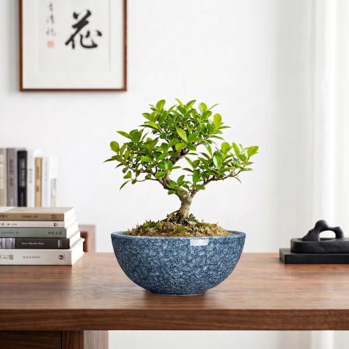 Succulent Pots, 8 Inch Ceramic Bonsai Pots, Bowl Planter, Scale Blue - color: Scale Blue-1, size: 8 Inch