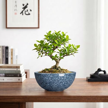Succulent Pots, 8 Inch Ceramic Bonsai Pots, Bowl Planter, Scale Blue - color: Scale Blue-1, size: 8 Inch