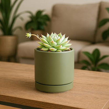 D'vine Dev 4-Pack Ceramic Pots with Saucers, Olive, 3.5 in, 94-X-A-0 - color: Olive, size: 3.5 Inch