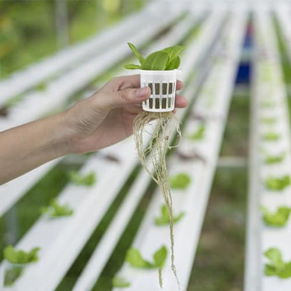 Angoily 1.5" Net Pots, 50Pcs Plastic Hydroponic Pod Net Cultivation Basket