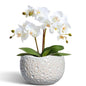 Ceramic Plant Pots 6 Inch, Ceramic Orchid Pot with Drainage, Grey - color: Gray, size: 6.2 Inch