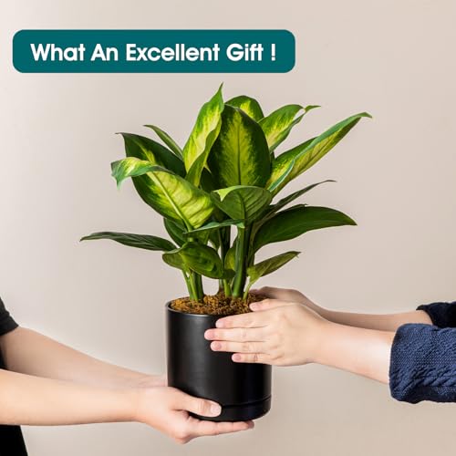 vancasso Ceramic Plant Pots, 3 Piece Planters for Indoor Plants, Black - color: Black