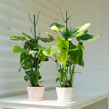8 Pack Monstera Plant Support Stakes, Detachable Twig Plant Support