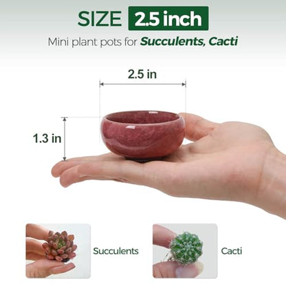 T4U Mini Succulent Pots, Small Shallow Ceramic Pots, Retro Gift Set of 12 - size: Small