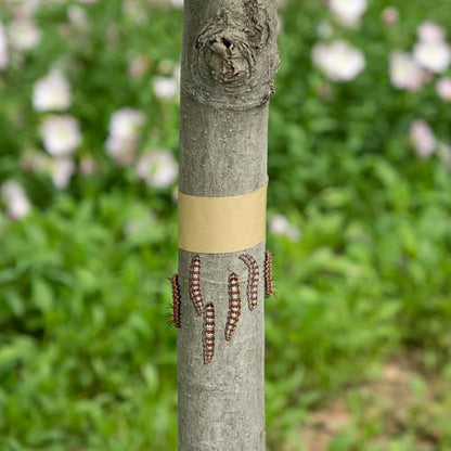 165 Ft x 2 Inch Tree Insect Barrier Tape, Cicada Tree Wrap Protection Tapes
