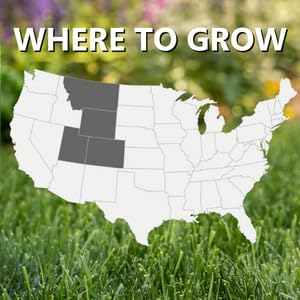 Jonathan Green Black Beauty Rocky Mountain Colorado Grass Seed Mix - 3 lb - size: 3 lb