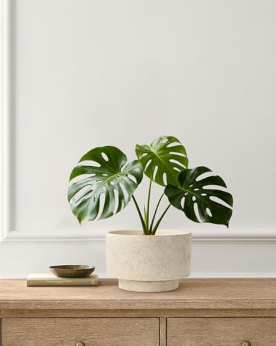 Succulent Pots, 8"+6" Plant Pots, Ceramic Planters for Indoor Plants - color: Beige