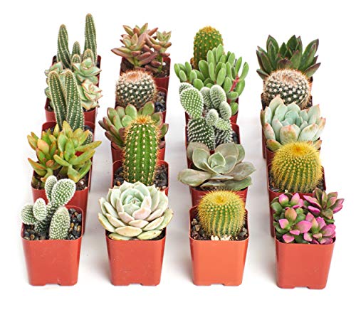 Shop Succulents Premium Live Mini Cactus and Succulent Plants in 2" Pots, Easy Care Indoor or Outdoor Gardening, Terrariums, Favors, & Contemporary Spaces with Hardy, Resilient Varieties, Pack of 20 - size: 20-Pack, style: Cactus & Succulents