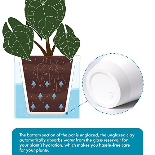 D'vine Dev Self-Watering White Terracotta Planter, 6 in, 2-Pack, 37-Y-B-2 - color: White, size: 6 Inch