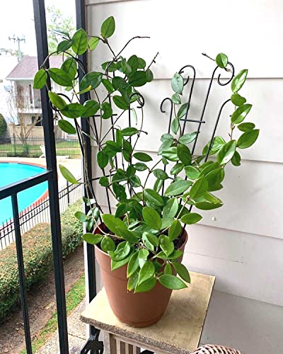 Mklsit 32" Metal Plant Trellis for Climbing Plants Support, 4 Pack - size: 32" Wave Shape