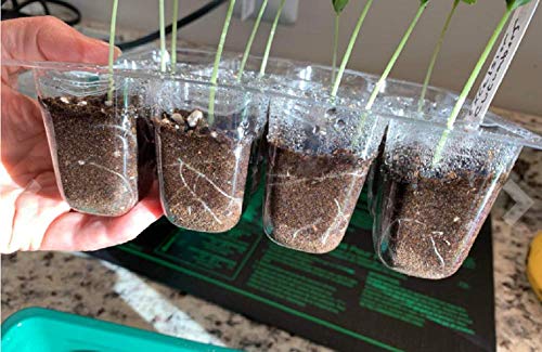 UWIOFF 12-Pack Seed Starter Trays, 144 Cells Seed Starting Tray