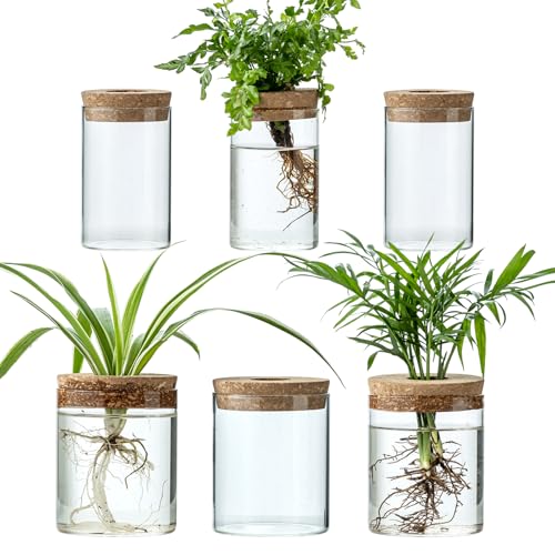 Plant Propagation Stations for Plants, 2 Size Glass Propagation Vases for Propagating Hydroponic Indoor Home Office Decor, Tabletop Glass Planter Gift for Plant Lovers (6)