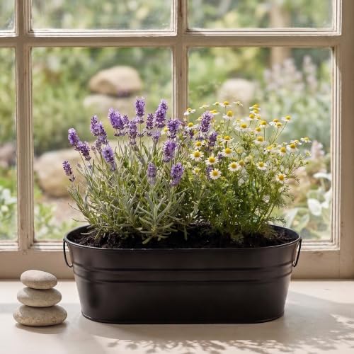 Buzzy Seeds Chamomile & Lavender Zen Grow Kit, Metal Windowsill Planter - color: Black