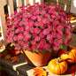 Artificial Daisy Mums for Outdoors, 12 PCS Fall Flowers, Fuchsia - color: Fuchsia