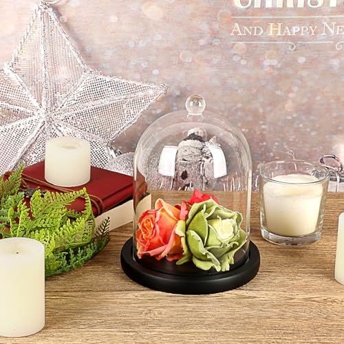 JUXYES 4.5x6 Clear Glass Display Dome Cloche with Handle & Black Wood Base - color: Black
