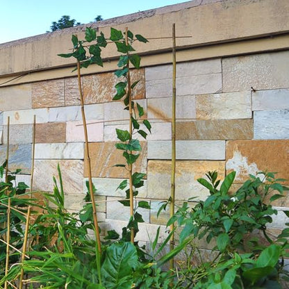 10 Pack 4ft Bamboo Trellis for Climbing Plants, Fan-Shaped Garden Support - size: 4 FT