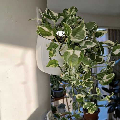 ORIMERC 6 Pack Hanging Planter Wall Planter Self Watering 5 inch Plant Pot with Hardware Vertical Planter Outdoor Indoor Plants Herb Garden Home Décor Kitchen Balcony Railing Shelf Fence (Medium) - size: 6*Medium