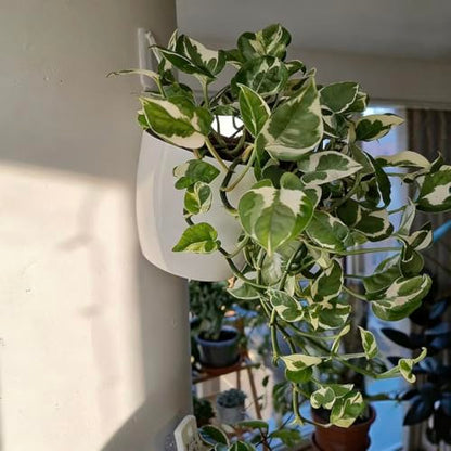 ORIMERC 6 Pack Hanging Planter Wall Planter Self Watering 5 inch Plant Pot with Hardware Vertical Planter Outdoor Indoor Plants Herb Garden Home Décor Kitchen Balcony Railing Shelf Fence (Medium) - size: 6*Medium