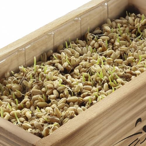 Cat Grass Kit for Indoor Cats – x4 Seed Packets