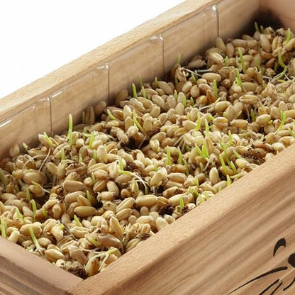 Cat Grass Kit for Indoor Cats – x4 Seed Packets
