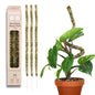 Mossify Bendable Moss Pole, 3 Pack, 30'', Natural Forest Moss - size: 30 Inches