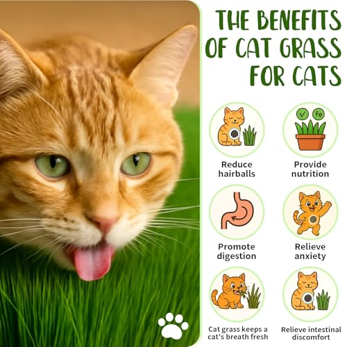 5Pack Cat Grass Seeds Growing Kit for Indoor Cats