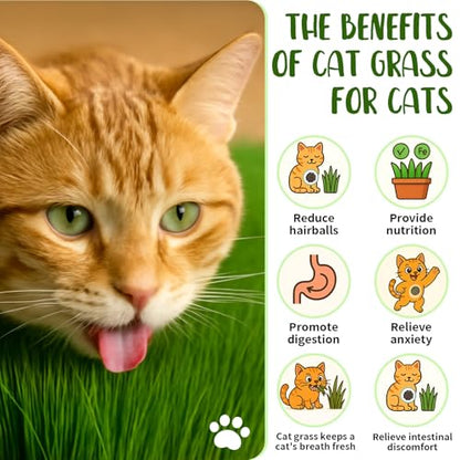5Pack Cat Grass Seeds Growing Kit for Indoor Cats