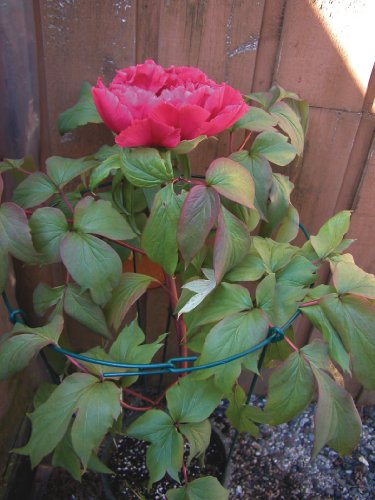 Luster Leaf 987 Large Single Peony Flower Support - style: 18” Ring