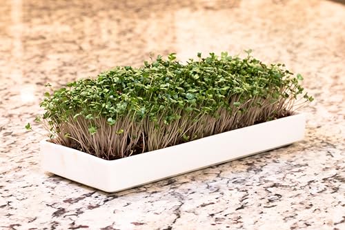 mizuna Microgreens Growing Kit — 2 Ceramic Trays, Coconut Coir & Seeds | Indoor Windowsill Grow Kit | Gift for Plant & Food Lovers