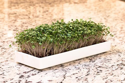 mizuna Microgreens Growing Kit — 2 Ceramic Trays, Coconut Coir & Seeds | Indoor Windowsill Grow Kit | Gift for Plant & Food Lovers