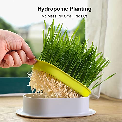 2Pcs Cat Grass Planter for Indoor Hydroponic Wheatgrass Seed Sprout Tray Organic Cat Grass Growing Kit (No Seeds Included) Soilless Pot Planting Box (G) - color: G