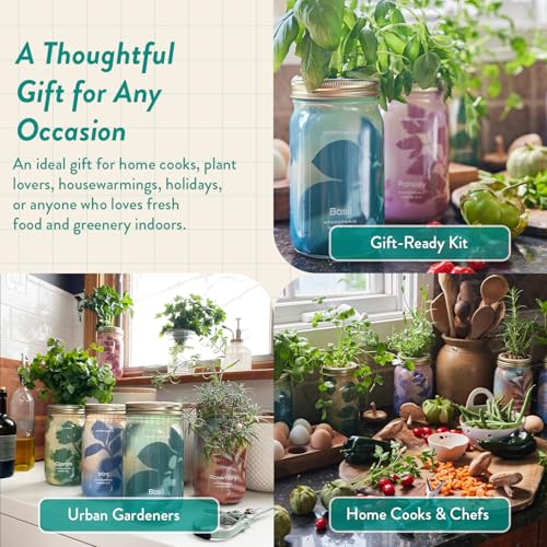 Modern Sprout Mason Garden Jar - Self-Watering Hydroponics Kit - Basil - color: Basil, size: Garden Jars