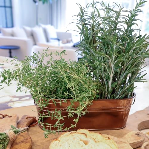 Buzzy Seeds Rosemary & Thyme Herb Grow Kit, Copper Windowsill Planter - color: Copper