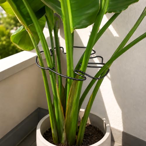 Yohsnor 5PCS Black Monstera Plant Stem Support-9x7.6in Metal Stem Holder - color: Black, size: 9IN*7.6IN