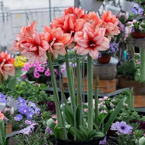 Plant Stake Support, Adjustable Height 12" or 24" for Garden Support Stake - size: 24inch