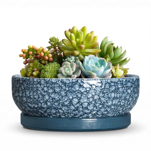 Ceramic Succulent Pots, 6 Inch Bonsai Tree Pot with Tray, Scale Blue - color: Scale Blue, size: 6 Inch