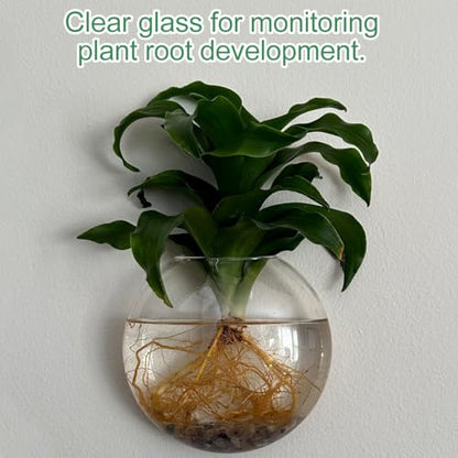 4 Pack Wall Propagation Planters, Oblate Glass Hanging Terrarium